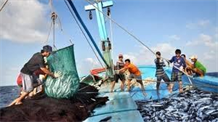 Quyết liệt ngăn chặn khai thác thủy sản tận diệt