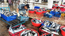 Nhộn nhịp cảng cá