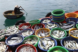Chống khai thác IUU vì một nghề cá có trách nhiệm