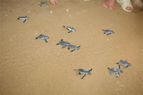 Làng chài Nhơn Hải đón những chú rùa con đầu tiên