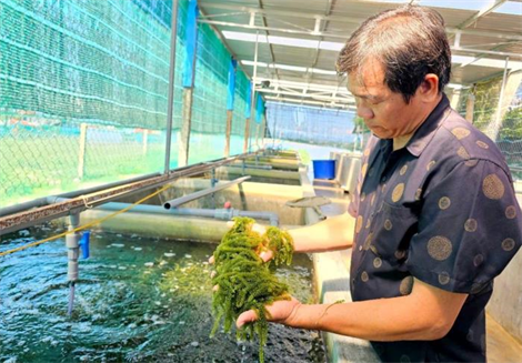 Khai thác mỏ vàng rong biển: Bài 1 Mở hướng làm giàu mới