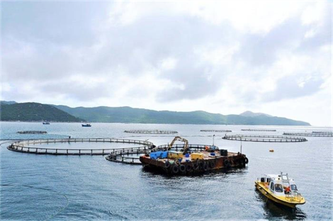 Nuôi biển công nghiệp cần cú hích từ thể chế và công nghệ