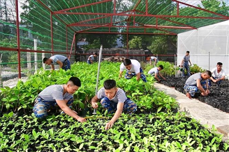 50 năm Giải phóng Trường Sa - Bài cuối: Hành trình phủ xanh Trường Sa