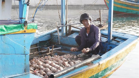 Biển vàng, niềm tin xanh: Bài 2 Hồi sinh nghề cá, giảm vi phạm IUU