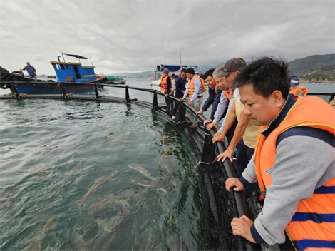 Công nghệ lồng HDPE thúc đẩy nuôi biển bền vững tại Khánh Hòa