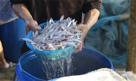 Ngư dân Huế trúng đậm cá cơm