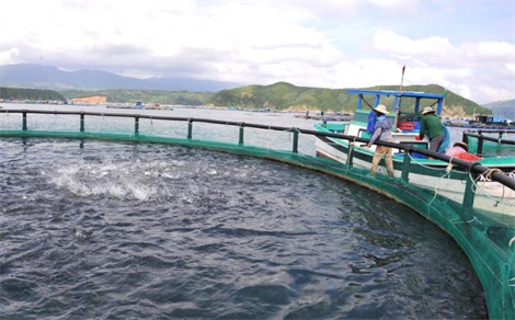 Đắk Lắk quản lý lồng bè, hướng tới hiện đại hóa nghề nuôi biển