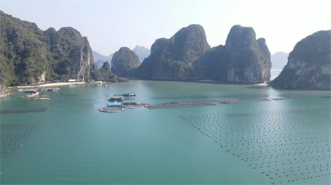 Hệ sinh thái chính sách - ‘bệ đỡ cho nuôi biển công nghệ cao