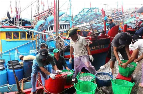 Cá cơm trái vụ bội thu, ngư dân lãi hàng chục triệu đồng