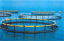 Thúc đẩy thị trường xuất khẩu cho nuôi biển: Cần có vùng nuôi lớn đạt chuẩn