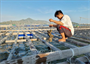 Cơ chế vay vốn ưu đãi hỗ trợ phát triển nuôi biển ...